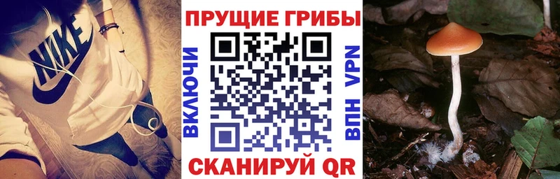 shop состав  Орск  Галлюциногенные грибы Psilocybe  блэк спрут рабочий сайт 